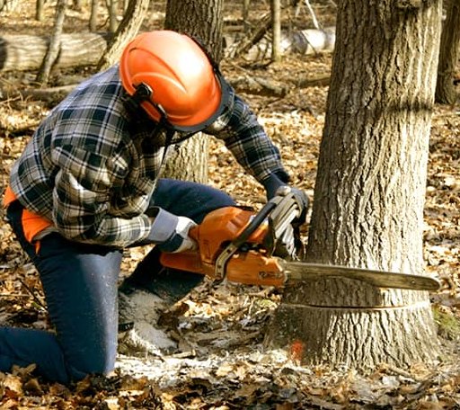 Tree Removal in Dennard, AR
